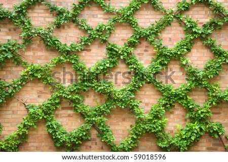 walls flowering brick vines for Climbing Brick 59018596 On Trained Vines Photo Stock Wall. A