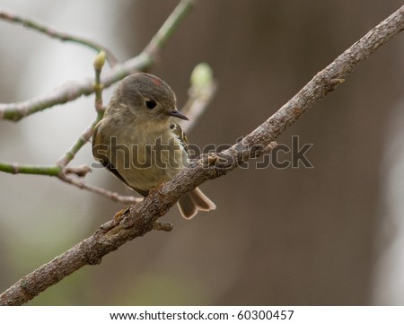 Ruby-crowned Kinglet in a spring time forest, properly cropped to give room for print.