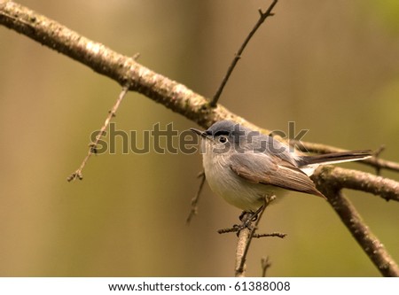 A Blue-gray Gnatcatcher migrating to his summer nesting grounds is practicing his singing voice while foraging in a spring time forest.