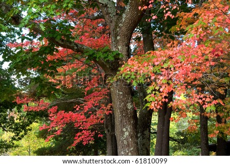 Photograph of a group of trees in an early autumn forest, with brilliant reds, oranges, golds and yellow popping out of the leaves in a mixed maple, oak, birch woodland in the northwoods of Wisconsin.