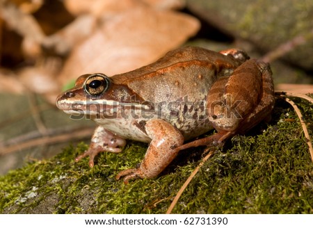 Close-up photograph of a Wood Frog in its natural habitat in a woodland in the midwest.