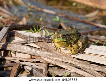 Photograph of a large Green Frog resting and surveying his surroundings hoping for a meal to come along on some cattails in a spring marsh in Wisconsin.