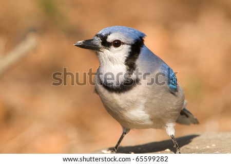 Photograph of an adult Blue Jay, Cyanocitta cristata, feeding at a bird feeding station at a park in Wisconsin.