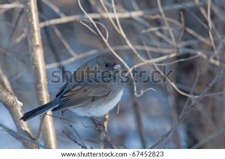 Photograph of a Dark-eyed Junco, Junco hyemalis, perched on a branch on the edge of a winter woodland in Wisconsin.
