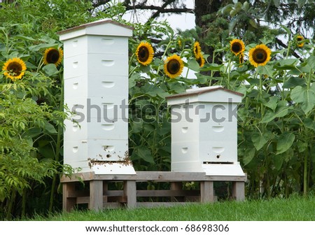 Photograph of a pair of bee hives in a botanical gardens in the midwest amidst summer foliage and tall blooming sunflowers.