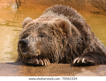 Photograph of a captive, sleepy and bored Grizzly Bear, Ursus arctos horribilis, resting his head on his paw while staring out from his watering pool at a midwestern zoo.
