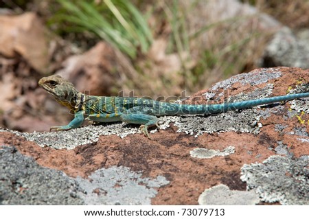 Photograph of a wild and brilliantly colored Collared Lizard sunning on a rock in a Missouri glade.