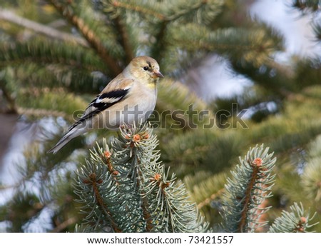 Photograph of an American Goldfinch perched at the tip of a spruce branch in a midwestern garden.