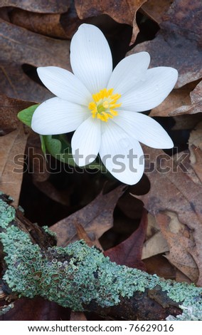 Photograph of a beautiful Bloodroot flower poking out of last years fallen leaves in a midwestern spring forest.