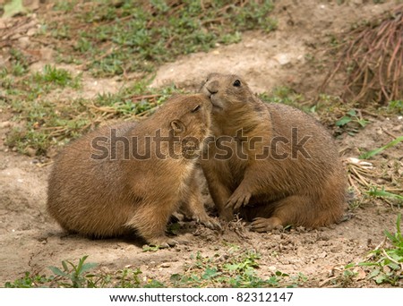 Photograph of a pair of black-tailed prairie dogs greeting each other with a kiss outside a burrow.