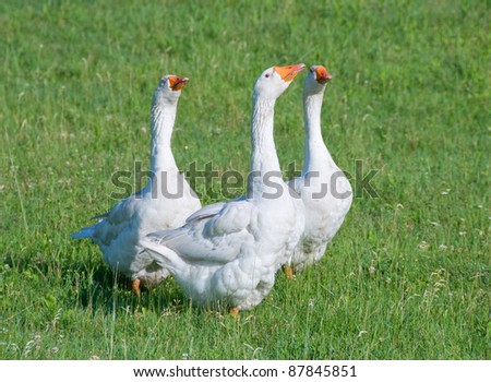 Photograph of three domestic geese with their bills stuck up in the air while they walk through a midwestern pasture.
