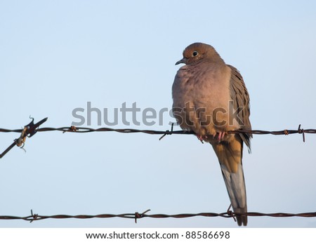 Photograph of a beautifully lit mourning dove perched on some barbed wire on a security fence in a midwestern city.