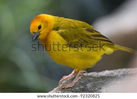 Photograph of a beautiful golden yellow bird with a reddish collar perched nicely in a setting in a Midwest zoo.