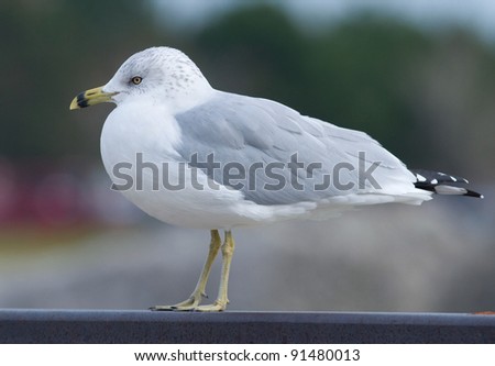 Photograph of a beautiful adult ring-billed gull standing on a railing near a public area waiting for a handout on a midwestern lakeshore.