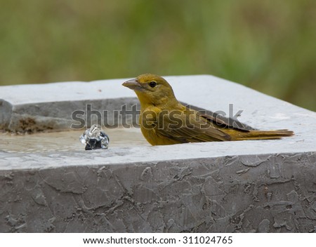 A female Summer Tanager drinks and bathes in a water feature at Fort Jefferson in the Dry Tortugas, Florida.