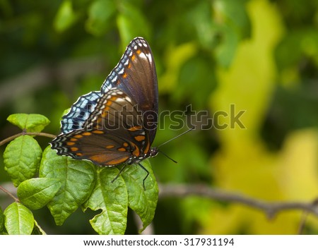 A beautiful Red-spotted Purple butterfly rests on a leaf in a Wisconsin State Natural Area.
