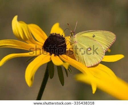 A Pink-edged Sulphur butterfly photographed gathering nectar from a Black-eyed Susan flower in a northern Wisconsin meadow.