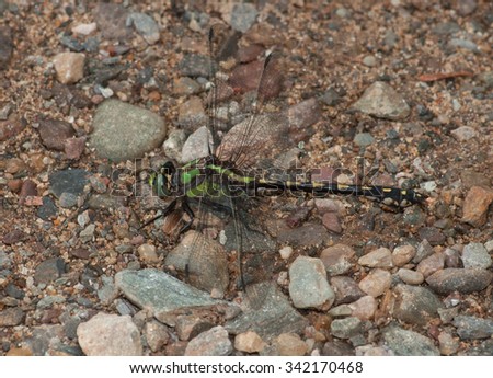 A vivid green Riffle Snaketail rests on a gravel road near a northern Wisconsin wild river.