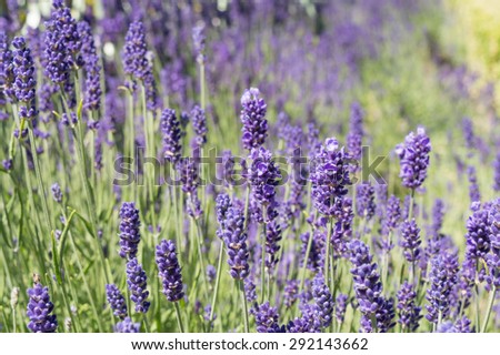 Purple and Green Background of Lavender Flowers and Stems