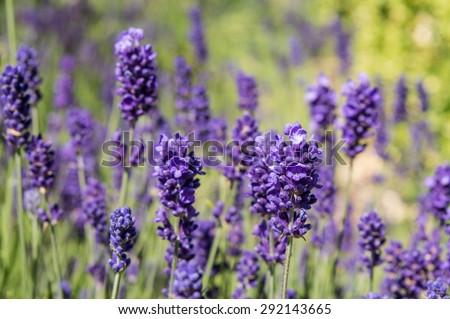 Lavender Close Up - Fragrant Herb Garden