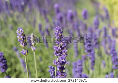 Pretty Lavender Flowers - Purple and Green Background