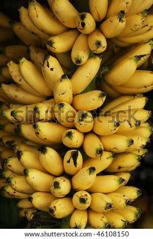 Bunch of Bananas southeast asian variety