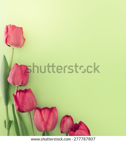 Bouquet of red tulips on green background with space for greeting message. Mother\'s Day and spring background concept