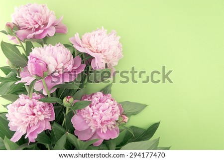 Pink peony flower on green background with copy space for greeting message. Mother\'s Day background concept