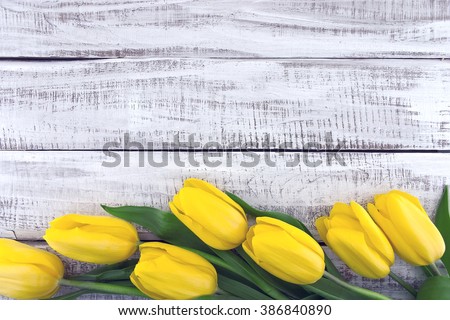 Row of yellow tulips on white rustic wooden background. Spring flowers. Spring background. Valentine\'s Day and Mother\'s Day background. Top view.