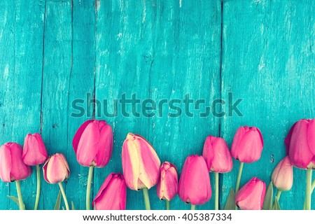 Frame of tulips on turquoise rustic wooden background. Spring flowers. Spring background. Valentine\'s Day and Mother\'s Day background. Top view.