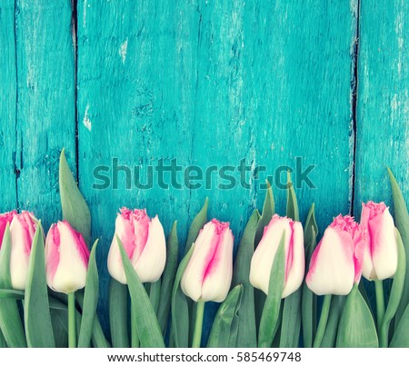 Frame of tulips on turquoise rustic wooden background. Spring flowers. Spring background. Greeting card for Valentine\'s Day, Woman\'s Day and Mother\'s Day. Top view.