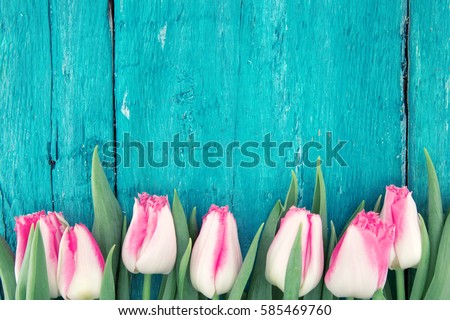 Frame of tulips on turquoise rustic wooden background. Spring flowers. Spring background. Greeting card for Valentine\'s Day, Woman\'s Day and Mother\'s Day. Top view.