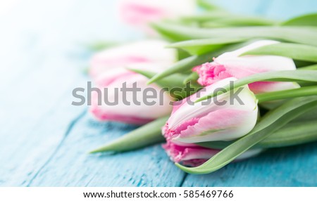 Tulips on turquoise rustic wooden background. Spring flowers. Spring background. Greeting card for Valentine\'s Day, Woman\'s Day and Mother\'s Day.