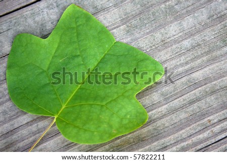 Leaf On Wood