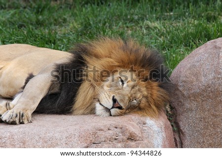 A Male Lion at rest on a Rock