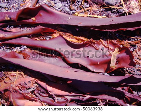 Close up photo of giant kelp dried in the sun on the shore of the beach