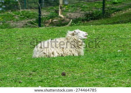 Skudde (Ovis orientalis f. aries) white sheep on the meadow