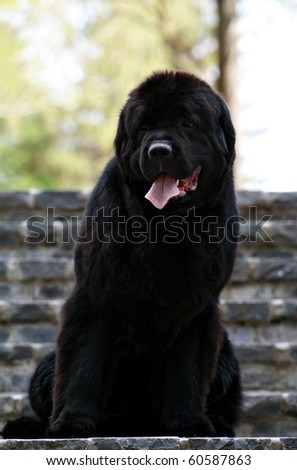 Black Newfoundland dog sitting on the stairs
