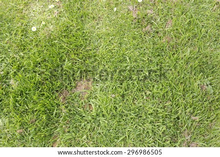 Medium length grass with daisies and cut grass