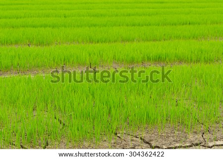 Green of rice seedlings in the rice farm.