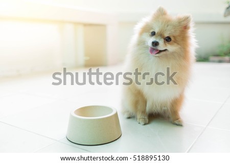 Dog pomeranian spitz smiling furry coat sitting in Home