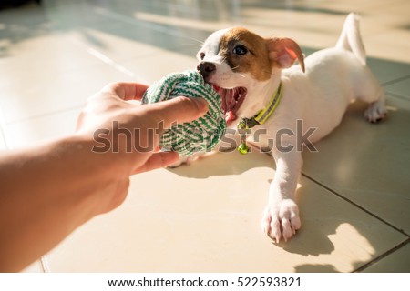 dog baby Jack russell terrier playing ball, Jack russell terrier prod the ball from the party.