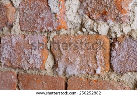 wall with mould fungus