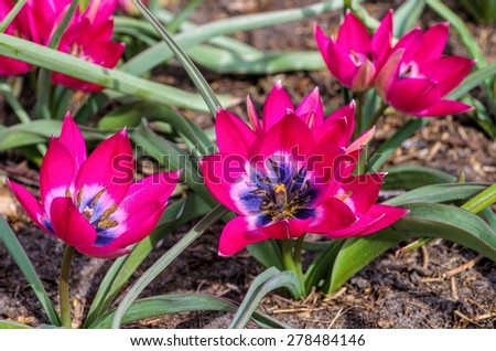 wild tulip Violacea Black Base