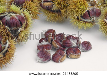sweet chestnut