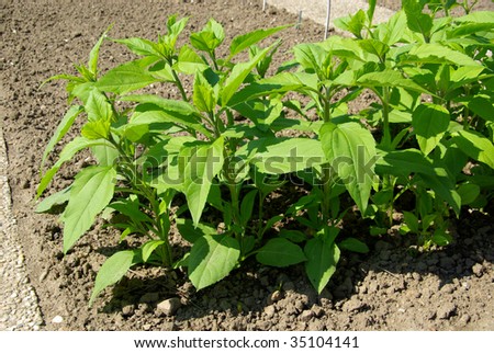 Jerusalem artichoke plant