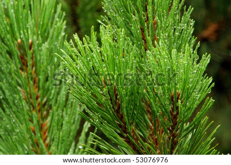 pine twig