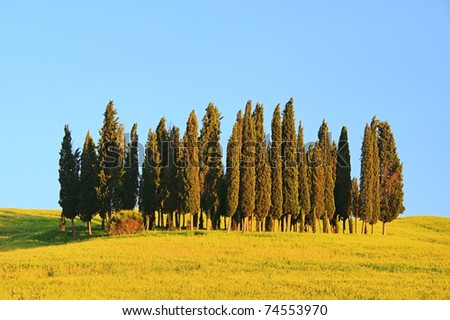 Tuscany forest