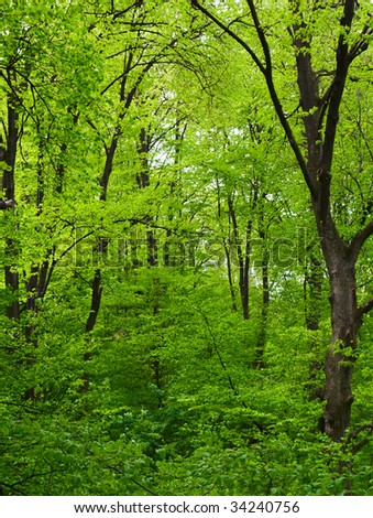 Green trees in the forest