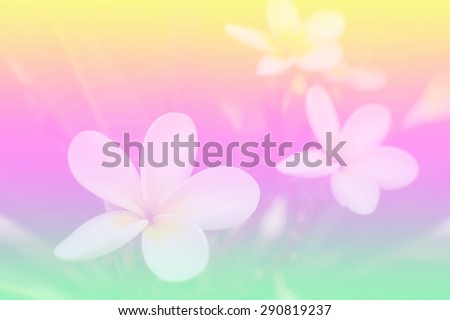 Beautiful plumeria flowers in soft focus with color gradient filtered image